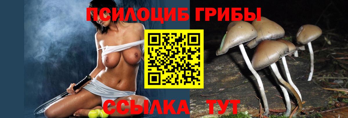 Петровск  Псилоцибиновые грибы Psilocybe  Вход с VPN 