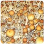 Псилоцибиновые (галлюциногенные)  грибы Psilocybin "Golden Teacher" в Петровске