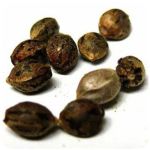 Семена марихуаны АК-47  (Seeds AK-47) в Петровске
